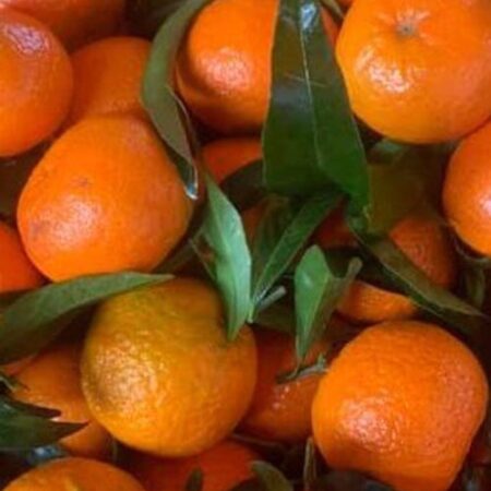 Agrumes et autres fruits